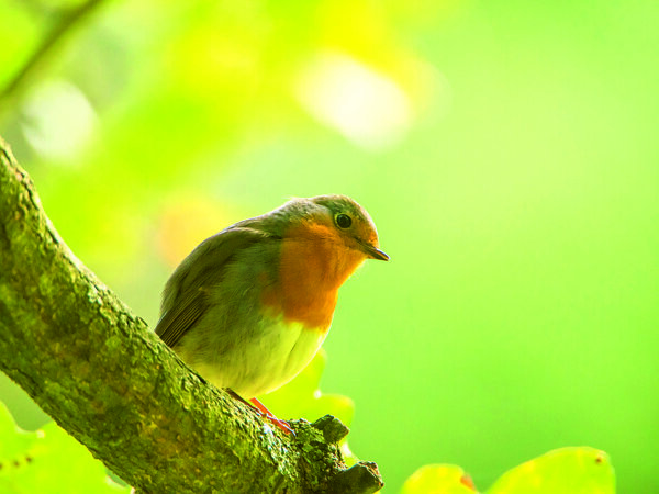 roodborst 1.jpg