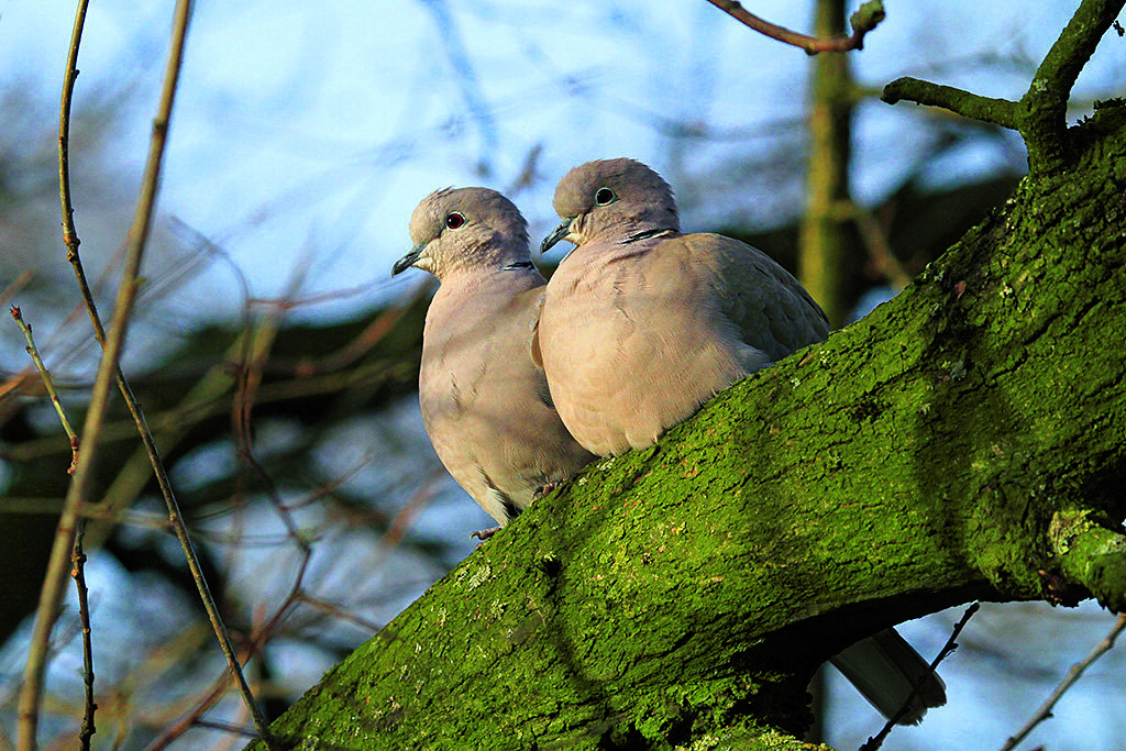 Turkse tortels veelvuldig met z'n tweeën  foto Wim Wijering.jpg