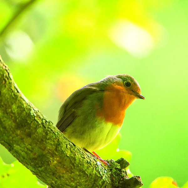 roodborst 1.jpg