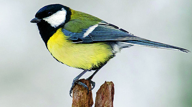 Koolmees heeft de koppositie overgenomen van de huismus   foto Wim Wijering.jpg