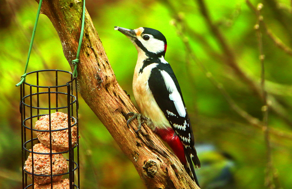 grote bonte specht.jpg
