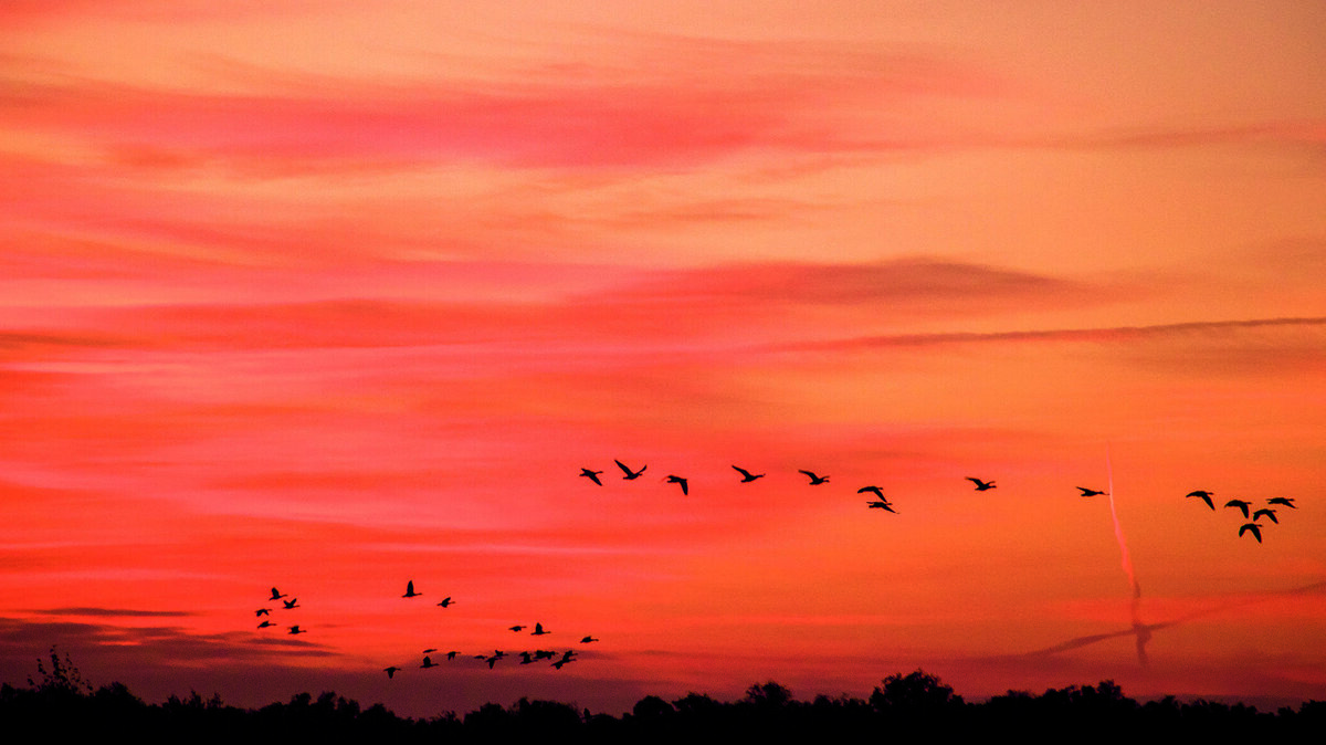 vliegende ganzen.jpg