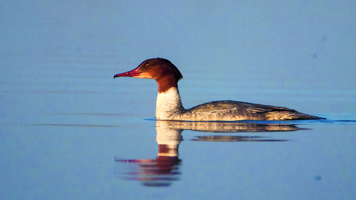grote zaagbek (v).jpg