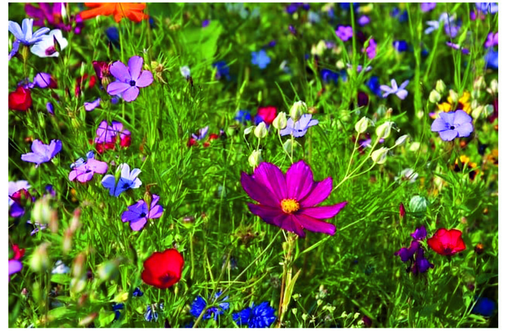 Flyer gratis bloemzadenproject 2026.jpg