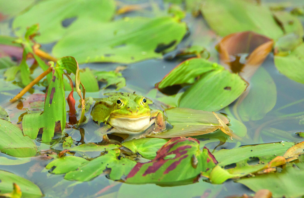 groene kikker