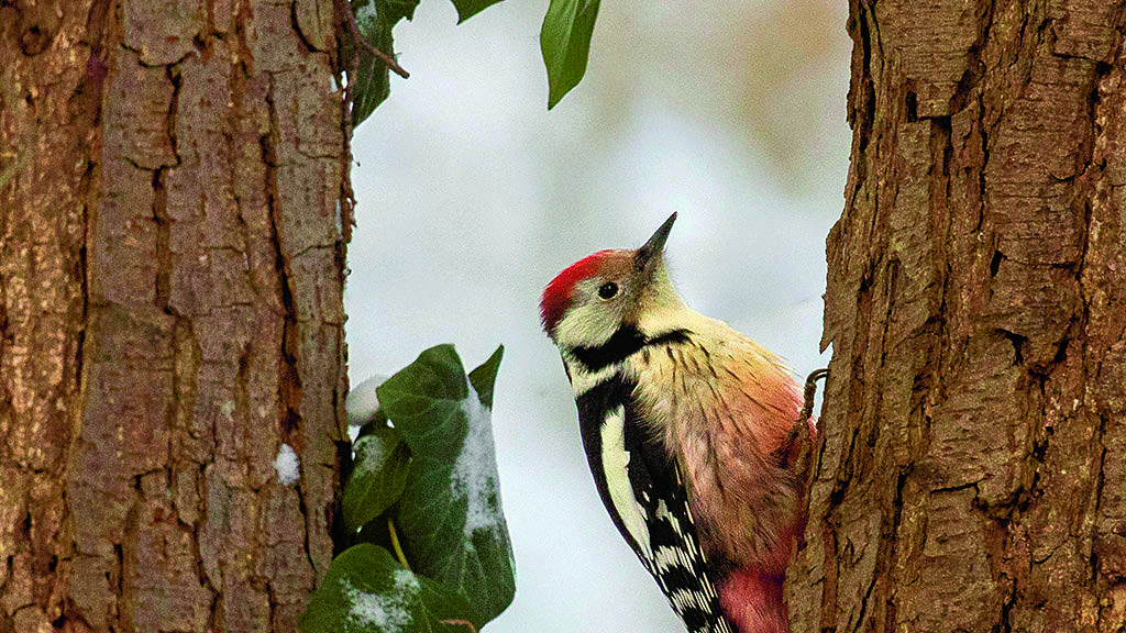 Middelste bonte specht komt ook bij menselijke bewoning  foto Wim Wijering.jpg